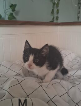 Mix Kitten - Hamm