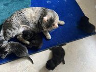 Kitten - Zürich