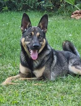 Balu ❤️ - Burgsinn