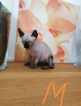 Zuckersüße Kanadian Sphynx Kitten mit Elf-Papa - Köln
