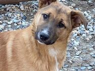 🌞Verspielter Welpenjunge Ron🐾 - Eislingen (Fils)