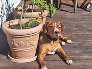 Hund in gute Hände abzugeben - Neubrandenburg