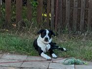 Border Collie Mix - Parchim Zentrum