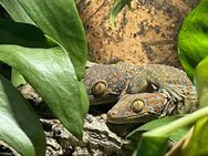 Tokeh Geckos (Gecko Gecko) abzugeben! - Werdau