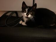 Ein Besondere Kitten abzugeben - Duisburg