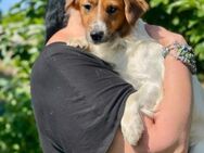Buddy 💛💛💛 vegetiert im Stall dahin - Herxheim (Landau)