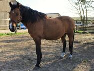 Charmanter Haudegen (Wallach) sucht Seelenpartner … - Templin
