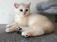 Reinrassige BKH Kitten suchen ihre Menschen in 57078