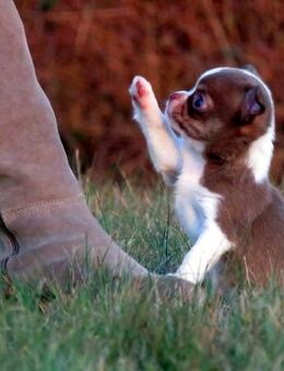 Bildschöne typvolle Chihuahua KH Hündin in Schoko-Tan Kinderlieb - Freiensteinau
