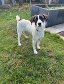 Kleine Zuckerschnute Sally sucht ihr Für-immer-Zuhause in 46348