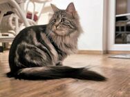 Maine Coon Mix Mädel - Rostock