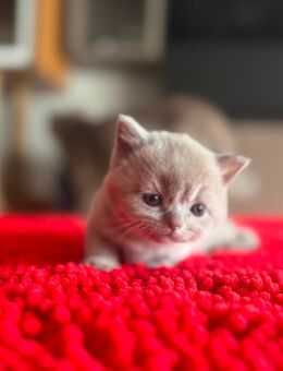 Lilac/Fawn BKH Kitten suchen ein liebevolles Zuhause - Ingolstadt