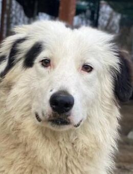 Namika, geb. ca. 02/2024, GRIECHENLAND - Markdorf