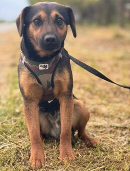 Camelot ein stiller Held - Berlin