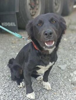 Hope - sie liebt Mensch/Hund/Katze - Mettmann