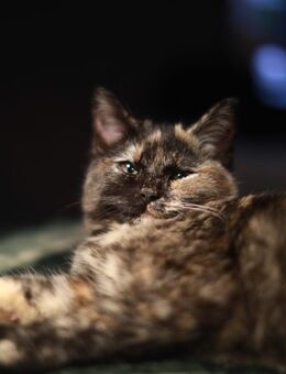 Persermixkätzchen - Münster