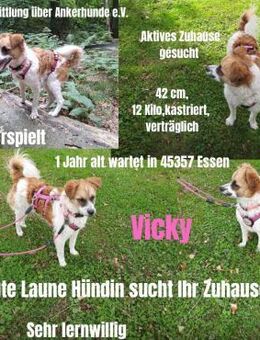 Vicky sucht ein neues Zuhause - Freilassing