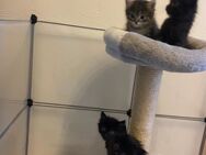 Türkisch Angora Kitten - Lohmar