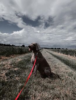 Weimaraner Hündin wegen Familiären Gründen abzugeben - Ense
