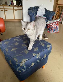 Katze, weiblich, 8 Monate alt, Brit. Kurzhaar - Moers