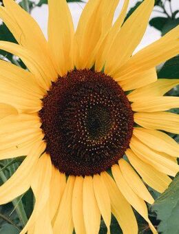 Sonnenblumensamen Sonnenblume Samen hellgelb hell Valentine besonders heller Farbton große Blüten Saat Garten insektenfreundliches Saatgut flower Bienenmagnet Bienenfreundlich SWR Treffpunkt Blumenwiese Sonne - Pfedelbach