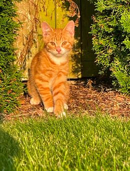 Katzenbaby Katze - Lubmin