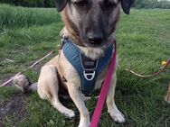 Vera sucht Zuhause - Bobingen