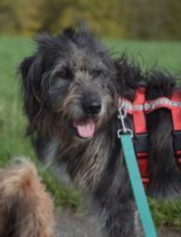 Bessy sucht ein Zuhause - Enger (Widukindstadt)