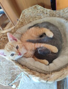 Kitten Katze Kater entwurmt, an Hunde gewöhnt in der Familie aufgewachsen - Nidda