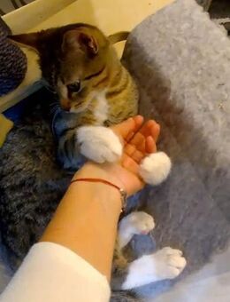 💙 Charmanter Kater Benito 💙 - Eislingen (Fils)