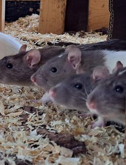 junge Farbratten Huskyratten bunte Ratten in verschiedenen Farbgebungen Ratten - Neustadt (Sachsen) Hohwald