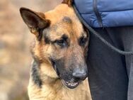 Dexter ist bereit für eine Familie - Gießen