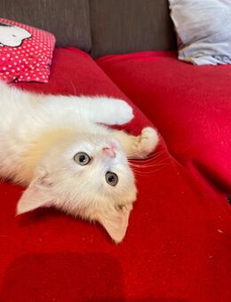 Zuckersüße Katzendame sucht neuen Wirkungskreis - Köthen (Anhalt)