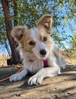 Sanfte Stina sucht Menschen mit Herz - Kleinostheim