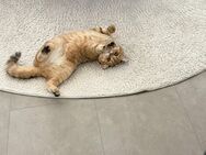 Britisch Kurzhaar Katze - Duisburg