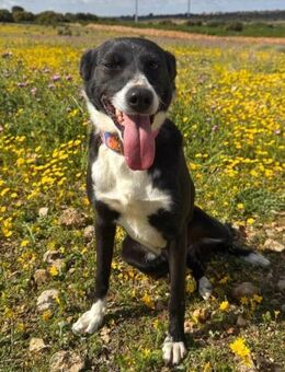 TRIXIE sucht noch ihre Herzensmenschen! - Saarbrücken