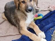 So süße Sofia💕sucht eine liebe Familie - Freilassing