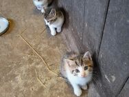 Niedliche Kitten abzugeben - Lintig