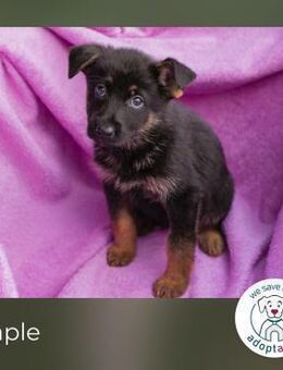 Maple: Hundekind sucht ein Zuhause - Kirchzell