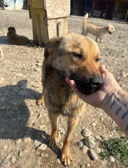 🩵Yorick 🩵 - Markkleeberg