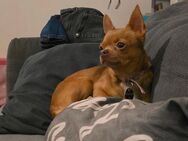 Chihuahua Weibchen - Hückelhoven Zentrum