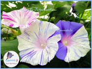 ♥ Gestreifte Prunkwinde,Samen romantischer Sichtschutz,Garten Tulpenstolz Ipomoea,tricolor,Saatgut,Kletterpflanze - Hamburg