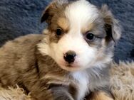 Mini Aussie Welpen, Miniatur Australian Shepherd - Ulmen