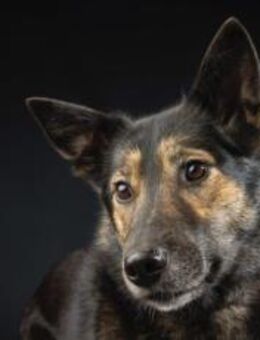 Zuhause gesucht für Lambada - München