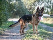 Goran dt. Schäferhund Rüde 3 Jahre in HU - Reutlingen