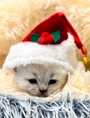 Reinrassige BKH Kitten in 09212