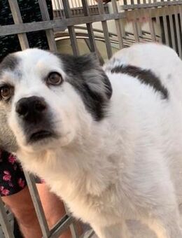Chloe wurde zum Notfall - Oberhausen (Rheinland-Pfalz)