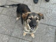 Cookie, 7 Monate sucht Familie - Berlin