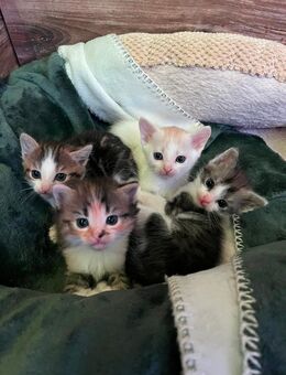 4 zuckersüße Katzenbabys zu verkaufen - Leipzig