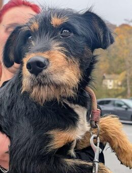 Deine neue Gefährtin - Dillingen (Donau)